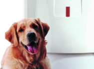 dog cat sensor installation